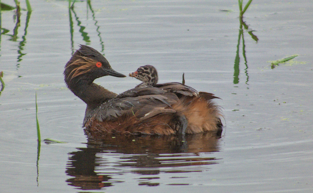 Un grèbe à cou noir adulte (petit oiseau aquatique avec un plumage noir, brun et orangé, avec des sortes d'épis derrière ses yeux rouges et avec un bec pointu) qui a la tête retournée vers son dos. Là un petit poussin zébré est niché dans les plumes et laisse seulement ressortir sa tête pour regarder son parent (et se préparer à manger)

An adult black-necked grebe (a small aquatic bird with black, brown and orange plumage, with spikes behind its red eyes and a pointed beak) with its head turned backwards. Here a small zebra chick is nestled in the feathers and only lets its head out to look at its parent (and prepare to eat).