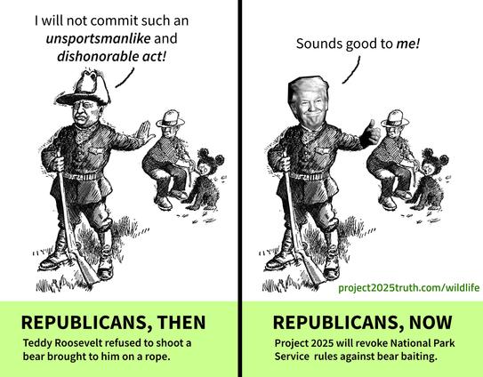 Image is split into two halves. First half is taken from a classic political cartoon from 1902. It shows President Teddy Roosevelt in hunting gear with a man in the background bringing him a timid looking bear on a rope. Teddy refuses in disgust, saying "I will not commit such an unsportsmanlike and dishonorable act!" At the bottom it says "Republicans, Then - Teddy Roosevelt refused to shoot a bear brought to him on a rope." In the other half, it's the same illustration, but Trump's head and a thumbs up are pasted on top of Roosevelt. Trump says, "Sounds good to me!" The bottom says "Republicans, Now - Project 2025 will revoke National Park Service rules against bear baiting." The url is project 2025 truth dot com slash wildlife