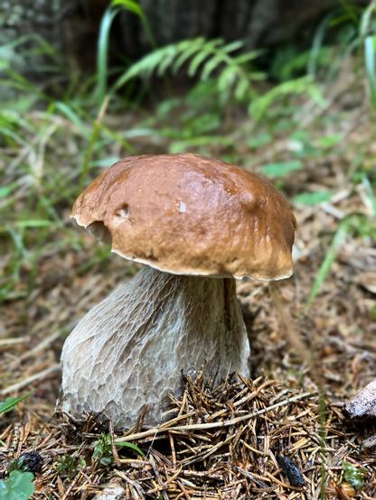 Porcini edulis di Luglio 2024