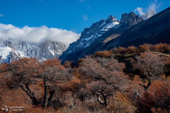 A group of trees with brown and red autumn leaves. Ragged mountains and glaciers in the background and a blue sky above