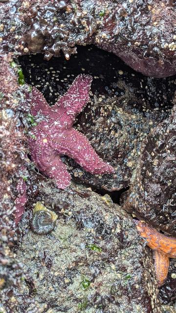 There were many big-ass purple sea stars (and some orange ones too)