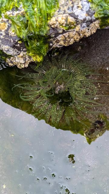 This lil green anemone is the only one I found that was actually in enough water to be open and anemone-looking. Love the color on this smol boi 🤩