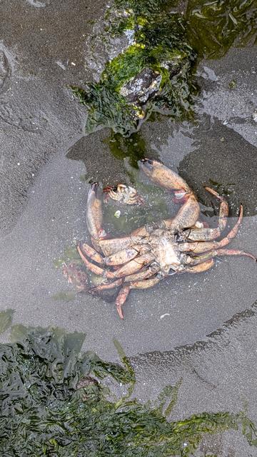 ENVIRONMENTAL STORYTELLING 😭

(A dead adult crab with a dead baby crab right next to it)