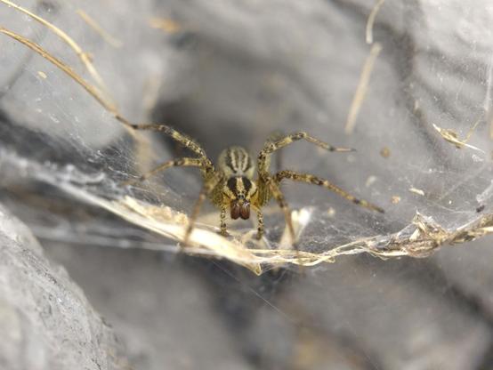 A healthy-sized grass spider on her sheet-like web, seen head on. She has a cluster of small, uniform, not very keen eyes at the front of her head.