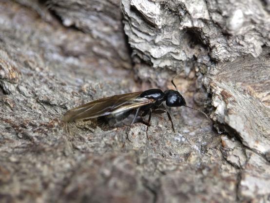 An incredibly large carpenter ant, shiny black with sepia wings, on a tree trunk.