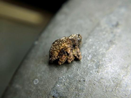 A weevil, brown with white tufts and darker mottling, playing dead on a chain-link fence. Its long legs are folded up and its head is tucked in so its long snout is only partly visible. Its face is like ^ | ^