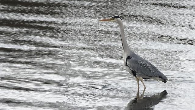 A heron standing in a river. It is facing to the left, with a yellow beak, long white neck, and grey body. The river (the silvery Tay!) has many horizontal patterns.