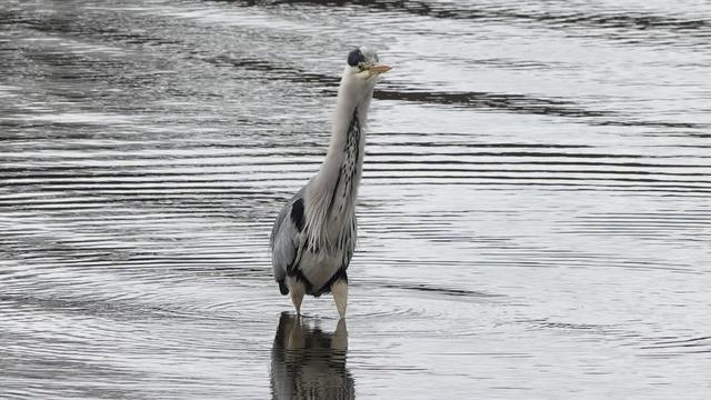 A heron standing in middle of the picture, in a river/estuary, facing towards the camera. It is very fluffed up, almost looking like a llama, fluffy up to its head.
