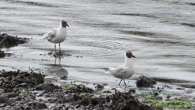 Two little black headed gulls with white necks and grey bodies and wings. They are standing in the edge of a river/estuary, beside mud and grass.