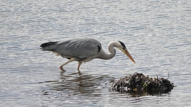 A heron facing right standing in a river/estuary, leaning over a rock. The bird has a very bendy neck and fluffy grey body and wings.