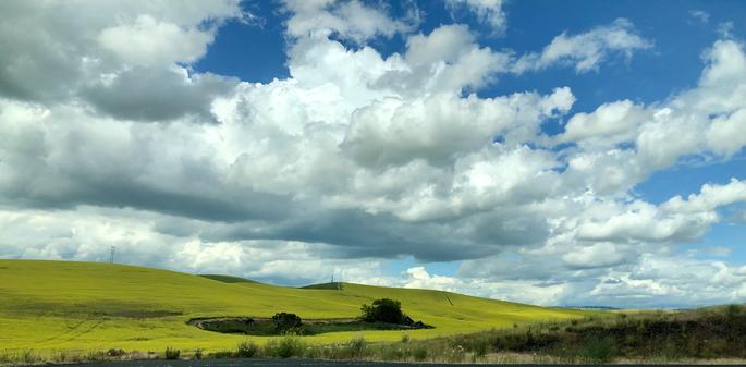 Bright yellow canola field in foreground, blue sky and cumulus clouds above, island of green brush in the middle