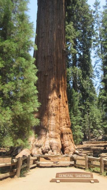 Photo of the bottom portion of the General Sherman sequoia tree, which is not the tallest nor widest nor oldest, but is the "largest" known living tree by volume and is over 2,000 years old.