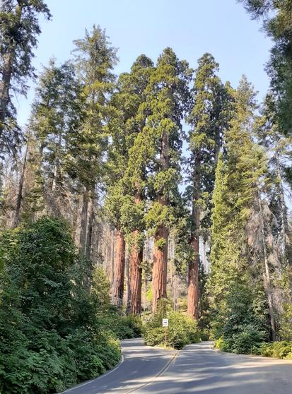 Photo from the Generals Highway in Sequoia National Park. A divided road with double yellow lines splits, with low green vegetation in between and 4 large sequoia trees ahead, with other tall but smaller trees on either side.