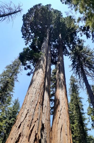 Photo looking up long thick reddish-brown trunks to the bushy dark green tops of 3 large sequoia trees, surrounded by smaller sequoia trees.