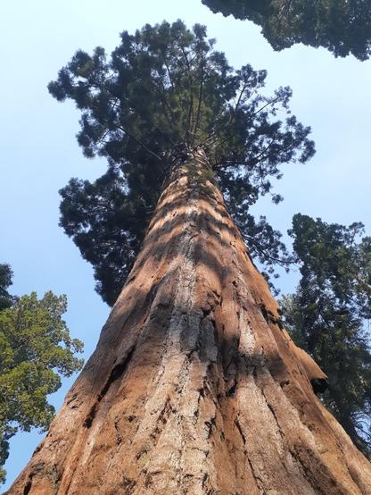 Photo taken very close to the base of a sequoia tree looking up a long thick reddish-brown trunk to its bushy dark green top. The bushy dark green tops of other surrounding sequoia trees can also be seen.