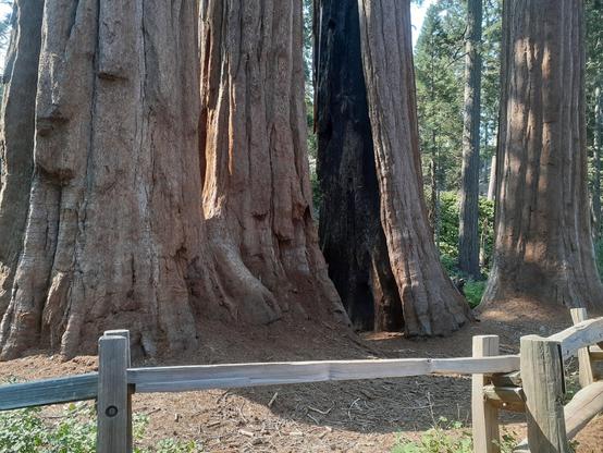 Photo of the base of 4 large sequoia trees. A blackened fire scar can be seen on the 2nd tree from the right.