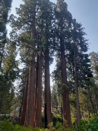 Photo of 5 large sequoia trees taken at a distance so the entire height of the trees can be seen, though the very tops of the trees are still cut off in the picture. This photo includes the 4 trees in the previous photo; a blackened fire scar can be seen on the 2nd tree from the right.