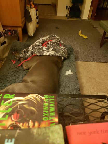 Large blue nose bully mix dog asleep under his matching gray Christmas jammies hiding from the light while I do some work on the couch.