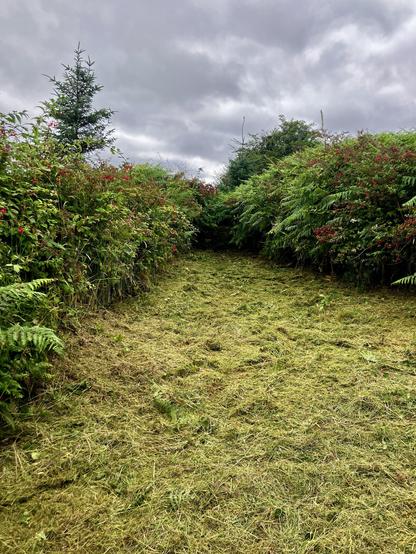 Same section of garden after the strimming and being nibbled by horse flies. 

‘The mouthparts of females are formed into a stout stabbing organ with two pairs of sharp cutting blades, and a spongelike part used to lap up the blood that flows from the wound.’

Parallels: Blades