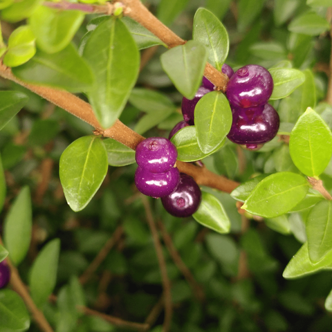 quelques jolies baies violette, légèrement translucides