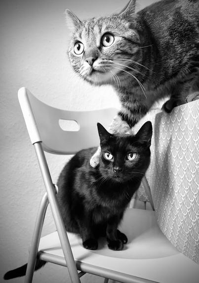 das schwarzweißbild im hochformat zeigt auf einem weißen plastik-klappstuhl die schwarze katze minou sitzend. rechts über sie gebeugt, auf dem tisch sitzend, ist der gestreifte jungkater mogli, der die rechte pfote auf minou gelegt hat, so als würde er einen arm um sie legen.
beide schauen nach links aus dem bild hinaus.

the black and white picture in portrait format shows the black cat minou sitting on a white plastic folding chair. leaning over her on the right, sitting on the table, is the striped tomcat mogli, who has put his right paw on minou as if he were putting an arm around her.
both are looking out of the picture to the left.
