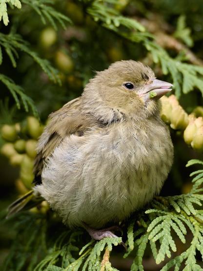 Young, well-fed bird sitting in a thuja tree.