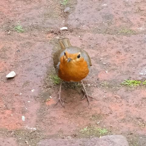 A robin with a bright orange breast standing on a brick pathway, looking curiously ahead, surrounded by patches of green moss and small stones in a garden setting.