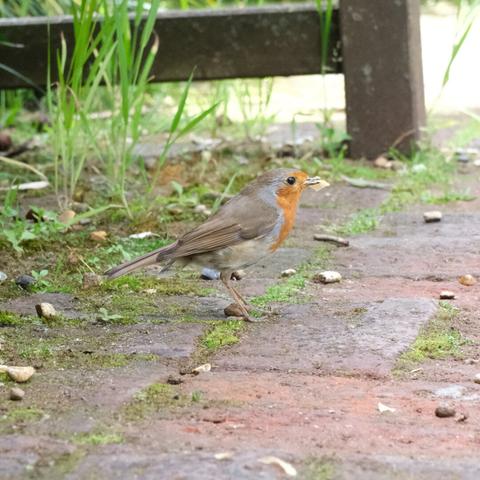 A robin with a bright orange breast standing on a mossy brick pathway, holding a small piece of food in its beak, with green grass and garden elements in the background.