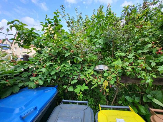 Hinter Mülltonnen wachsen Brombeeren. In einem Edelstahlsieb sind schon einige gepflückte