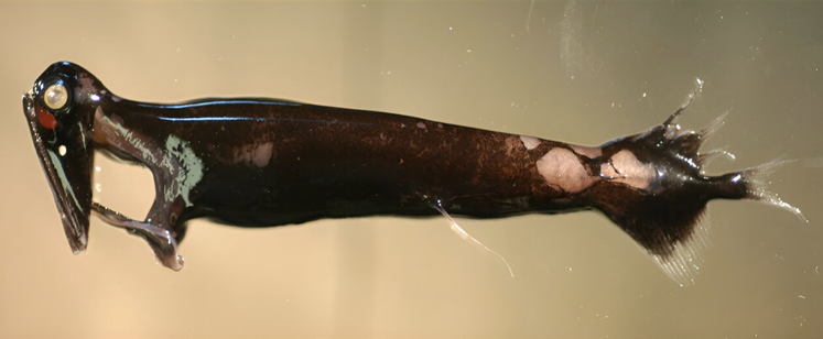 photo of a weird looking black deep sea fish