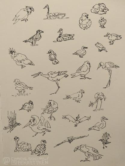 Black Ink on paper

Various quick sketches of birds, many drawn in few lines.