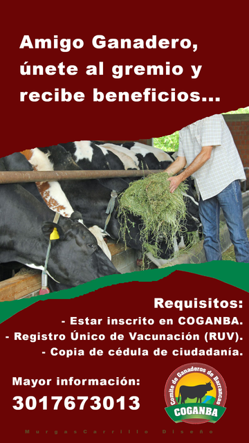 Día 36 del #1day1design, publicitando al Comité Ganadero de Barrancas, La Guajira.