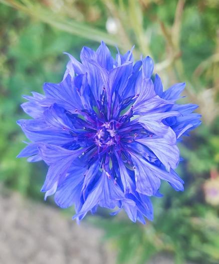 Vibrantly blue flower