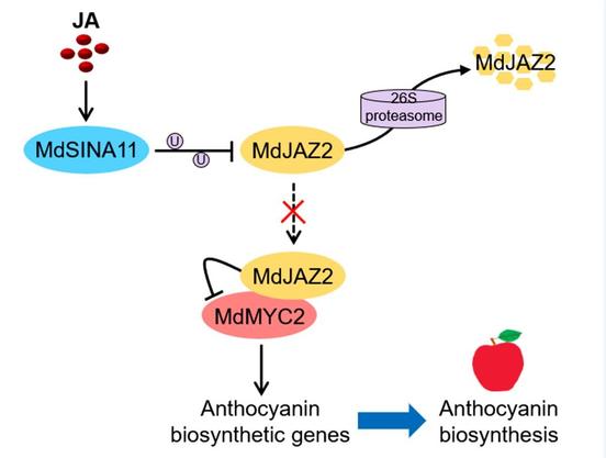 The E3 ubiquitin ligase MdSINA11 targets the jasmonate ZIM domain protein MdJAZ2 for ubiquitination and degradation through the 26S proteasome pathway, thereby initiating jasmonate signaling and jasmonic acid-triggered anthocyanin biosynthesis in apple.