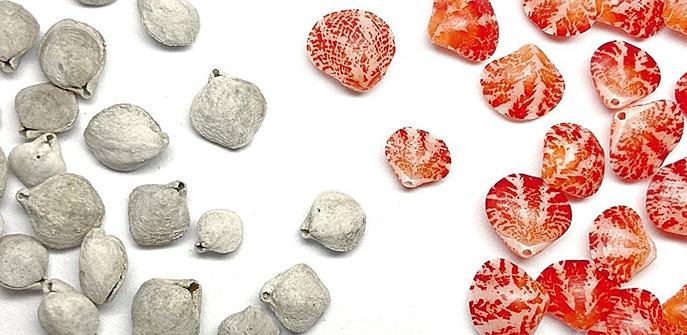 Photo of brachiopod shells, which are somewhat similar to scallops. On the left are pale fossils and on the righ are red fresh ones.