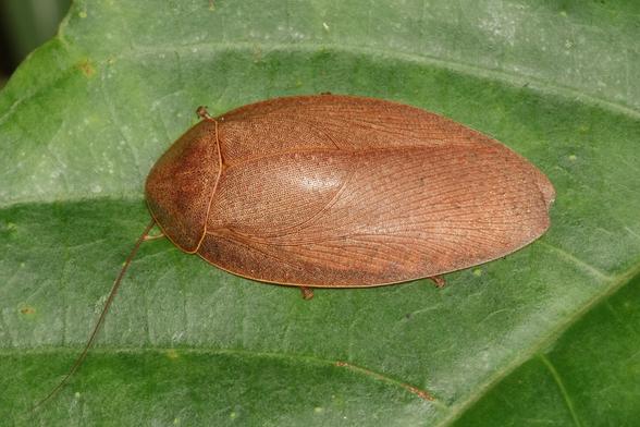 A large brown cockroach. It has an oval body with a lace-like pattern on its back and 'shield' covering its head.
