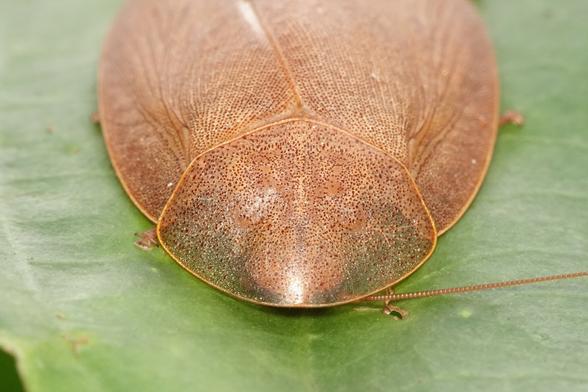 A closer view of the head shield, showing the head showing through the partially transparent shield.