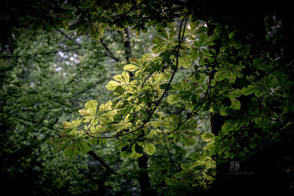 Blätter im Gegenlicht - Photo: Schindelbeck