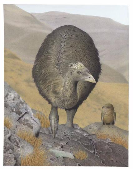reconstruction of a large extinct fightless bird next to a small green parrot in mountainous landscape