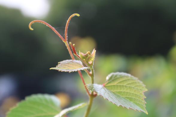At the tip of the vine is a tiny cluster of leaves beginning to grow.  There are small tendrils growing out of its' stem and beginning to curl.