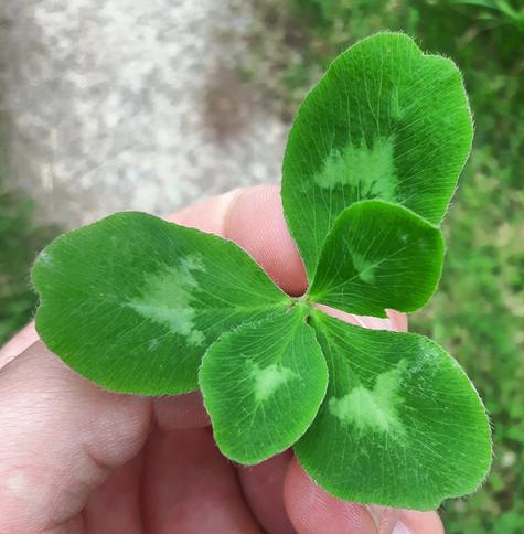 Foto meiner Hand, die ein fünfblättriges Kleeblatt hält. Zwei der fünf Blätter sind deutlich kleiner als die anderen drei.