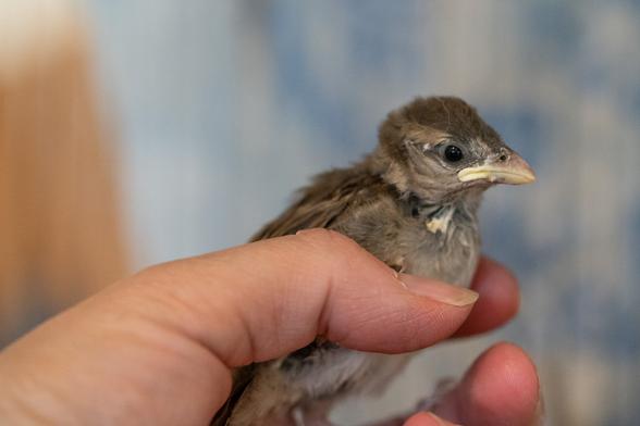 Foto eines jungen Spatz in der Hand meiner Frau. Wir haben ihn gefunden, wahrscheinlich noch nicht ganz flugfähig.