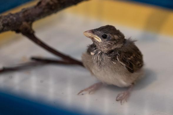 Ein kleiner Spatz in einem Käfig. Er wird von uns gepäppelt.