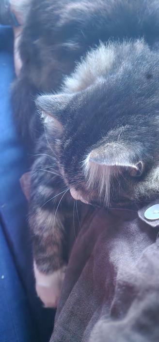 Pällacz Kattsson som somnat i mitt knä
