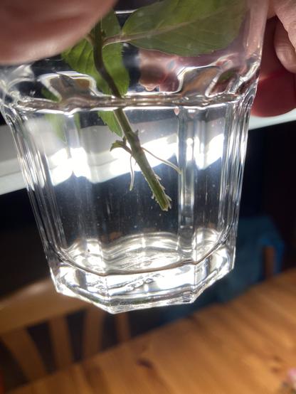 Minze mit Wurzeln im Wasserglas