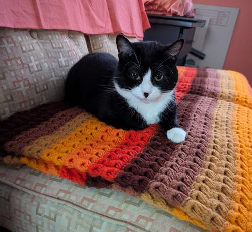 A smol Tuxedo Girl cat sitting on a sunset colored hand mad Afghan blanket