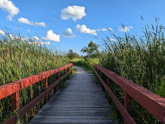 A wooden footbridge with red railings flanked on either side by dense tall grass. The sky is blue and filled with puffy clouds.