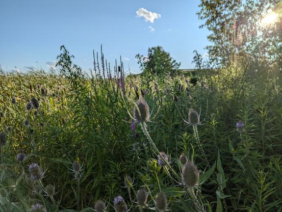Purple tinted thistles among other tall glasses and vegetation. The roof of an old barn is just barely visible through the tops of the plants