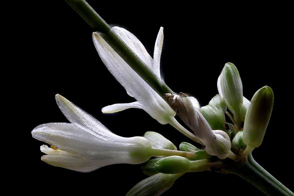 Macro Spider Plant Flower and Buds