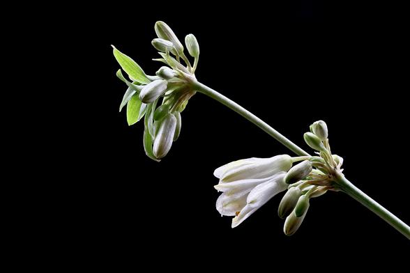 Macro Spider Plant Flower and Buds